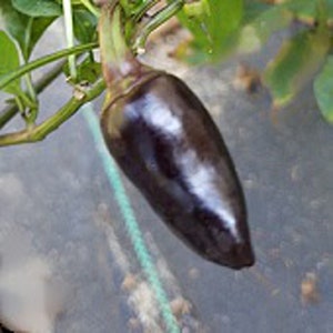 Jalapeno Hot Peppers (Purple) Seeds