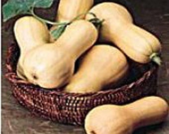 Burpee Butterbush Squash Seeds