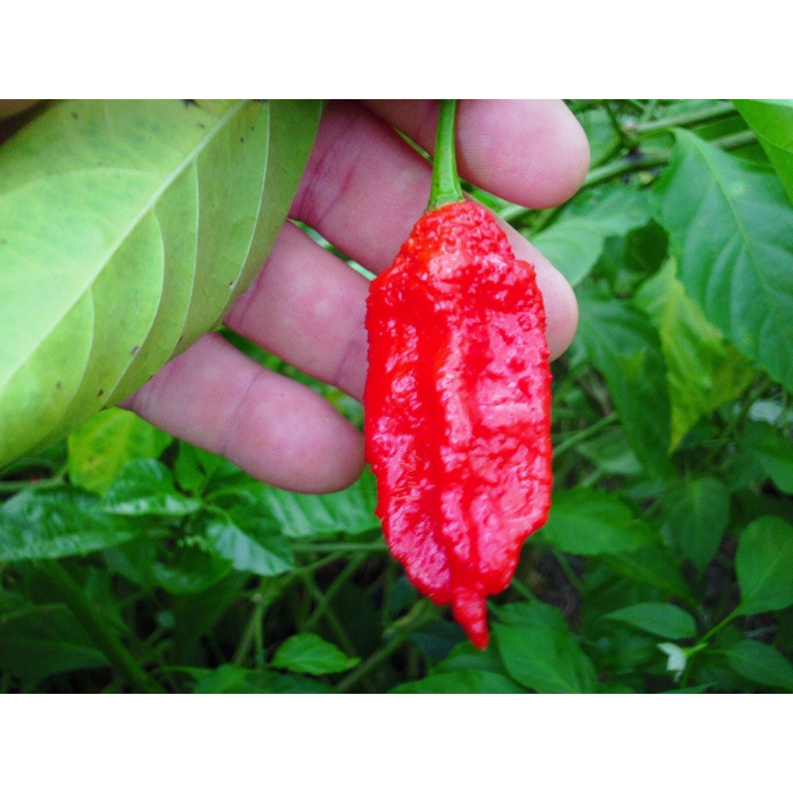 Bhut Jolokia Ghost Pepper Seeds - Etsy