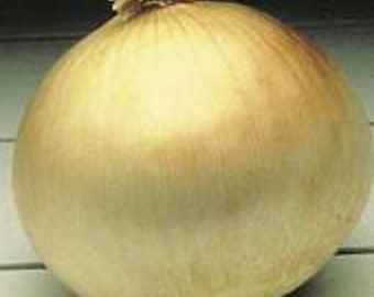 Texas Early Grano Onions Seeds