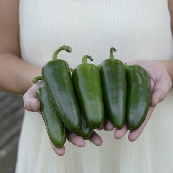 Park's Whopper Jalapeno Pepper Seeds