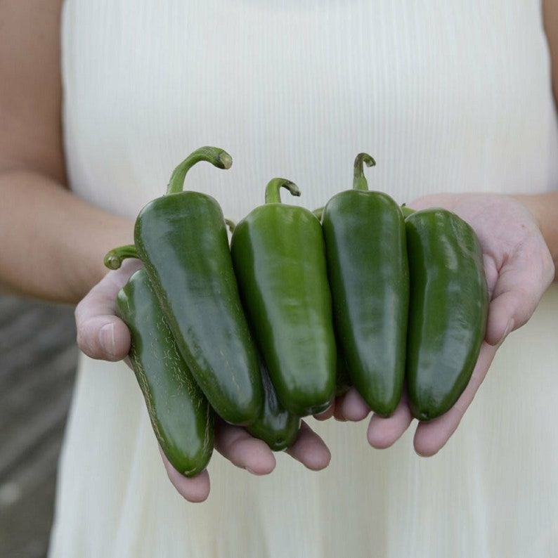 Park's Whopper Jalapeno Pepper Seeds image 1