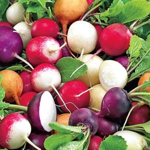 Gourmet Blend Radish Seeds