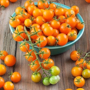 May include: A blue bowl filled with bright orange cherry tomatoes. Some tomatoes are on a vine and spilling out of the bowl.