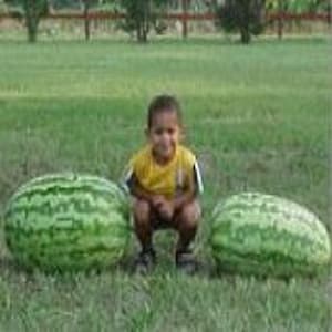 May include: A young person sits between two large watermelons. The watermelons are green with dark green stripes. The person is wearing a yellow shirt and has dark hair.