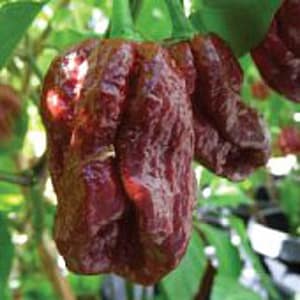 May include: A close-up of a dark red pepper with a wrinkled texture. The pepper is hanging from a plant with green leaves.