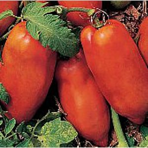 May include: Close-up of several red, ripe Roma tomatoes on a vine. The tomatoes are smooth and plump, with a glossy finish.