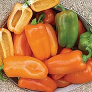 Yummy Orange Sweet Peppers Seeds