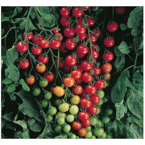 May include: A cluster of red, orange, and green cherry tomatoes growing on a vine. The tomatoes are ripe and ready to be picked.