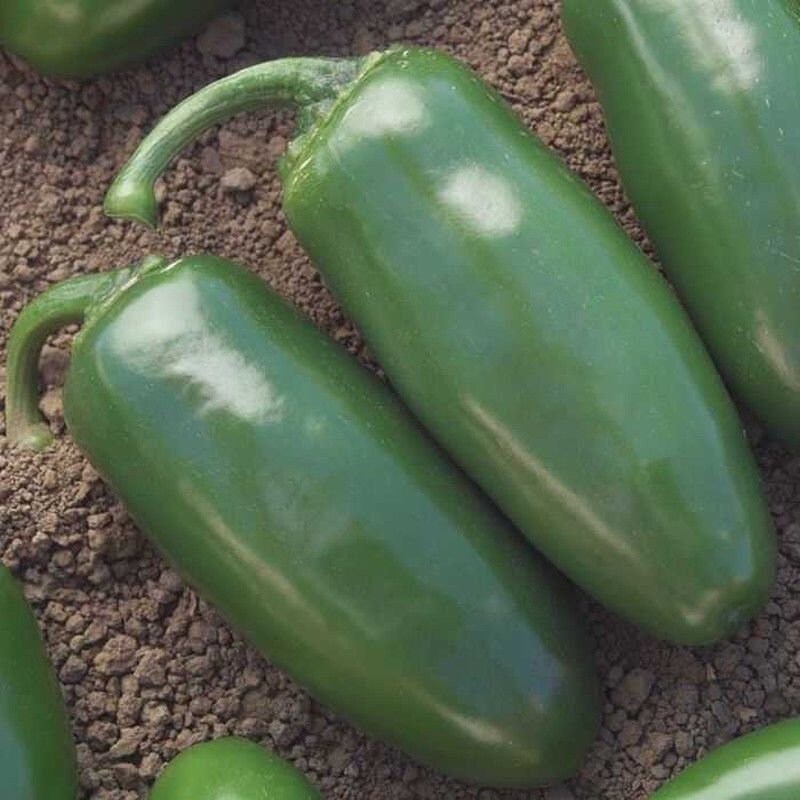 Chichimeca Hybrid Hot Pepper Seeds