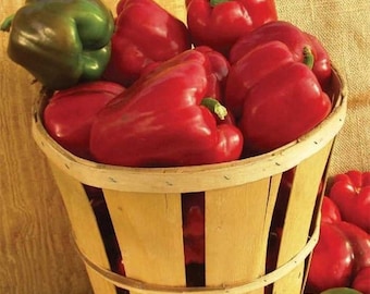 Alliance Hybrid Sweet Bell Pepper Seeds