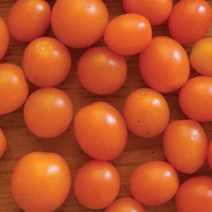 May include: A collection of small, orange-red tomatoes. The tomatoes are arranged on a wooden surface.
