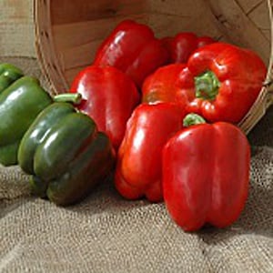 May include: A group of red bell peppers and green bell peppers. The red peppers are arranged in a basket, while the green peppers are on a burlap surface.