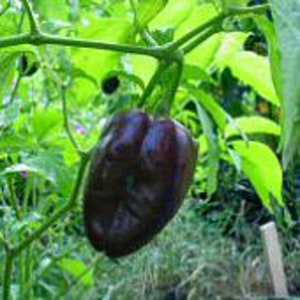 Ancho L Hot Peppers Seeds