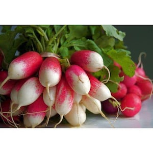 Radish &quot;French Breakfast&quot;  Seeds