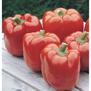 May include: Six red bell peppers on a wooden surface. The peppers are all plump and shiny, with a bright red color.