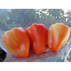 Giant Szegedi Sweet Pepper Seeds