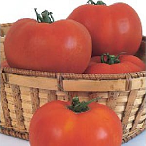 May include: Four red ripe tomatoes in a woven basket. The tomatoes are large and round, with a smooth skin.