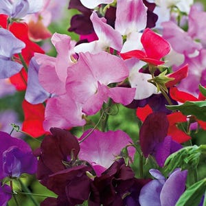 May include: A close-up of a vibrant mix of sweet pea flowers in full bloom. The image showcases a variety of colors, including shades of pink, red, purple, and white. The delicate petals and green foliage create a visually appealing floral arrangement.