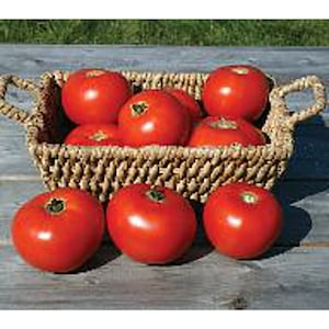 May include: A wicker basket filled with ripe red tomatoes. The tomatoes are arranged in a single layer, with some spilling over the edges of the basket.