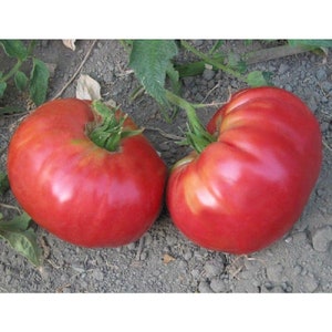 May include: Two ripe, red tomatoes with green stems rest on the ground. The tomatoes have a slightly irregular shape and a smooth, shiny surface. The tomatoes are a vibrant red color, suggesting they are fresh and ready to eat.