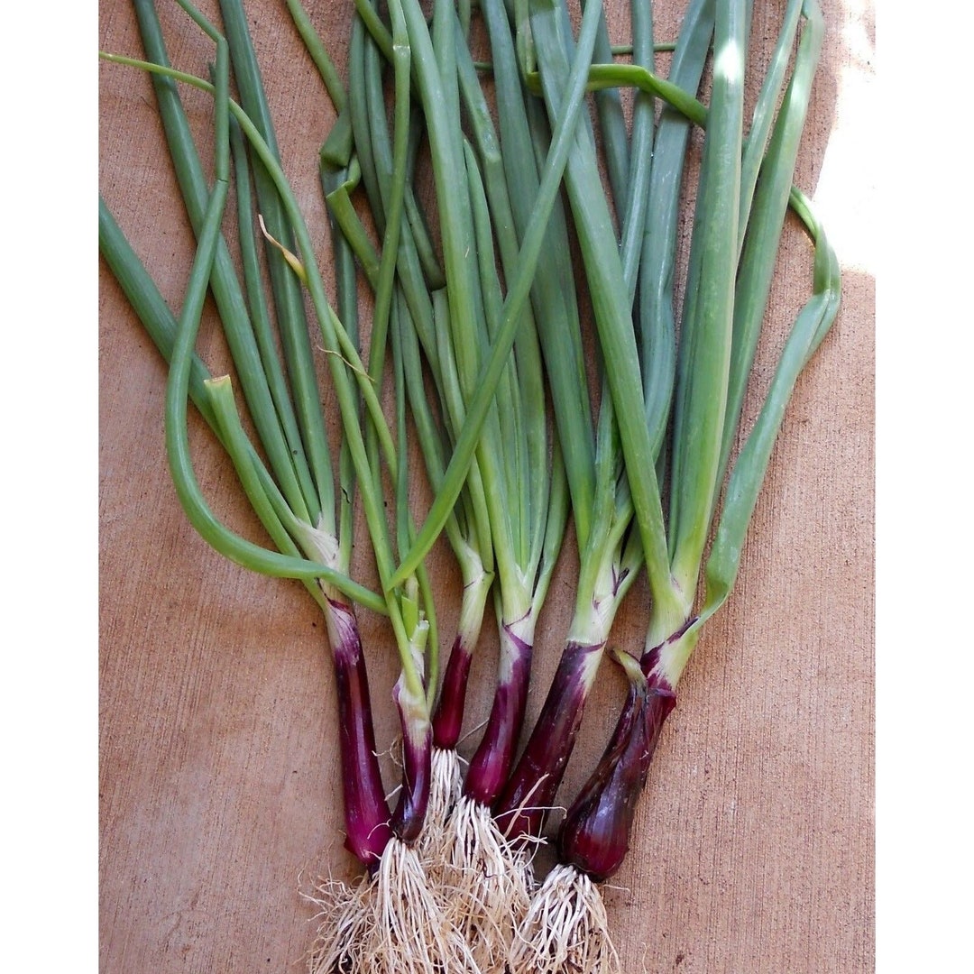Crimson Forest Bunching Onion Seeds - Etsy
