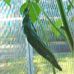 May include: A green pepper growing on a vine, hanging down from the plant. The pepper is long and thin, with a pointed tip.
