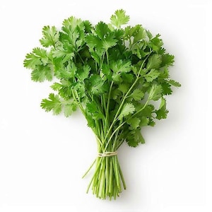May include: A fresh bunch of vibrant green cilantro herbs featuring delicate, serrated leaves and slender stems. The bundle is neatly tied together at the base with a thin, light-colored string, creating a clean and organized presentation of the plant.