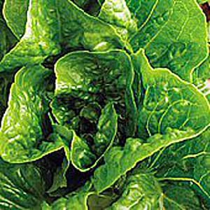 May include: Close-up of a head of green lettuce with tightly packed leaves.