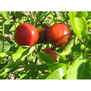Sweet Cherry Pepper Seeds