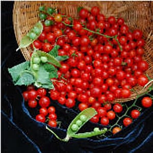 May include: A wicker basket overflowing with bright red cherry tomatoes, some still attached to green vines.  Green pea pods are scattered around the tomatoes.