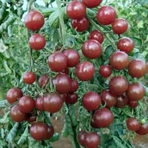 Black Opal Cherry Tomato Seeds