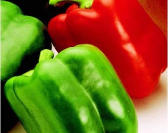 Aristotle X3R Sweet Bell Pepper Seeds