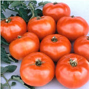 May include: A group of eight red ripe tomatoes, some with green stems, arranged on a white surface with green leaves in the background.