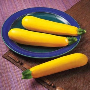 May include: Three yellow zucchini squash on a blue and green plate. The zucchini are arranged in a row, with the largest one at the back and the smallest one at the front.