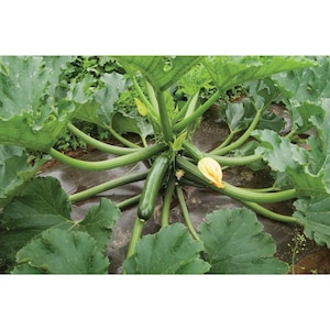 May include: A close-up of a zucchini plant growing in a garden. The plant has several green zucchinis growing on it, as well as some yellow flowers.