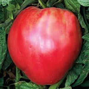 May include: A large, bright red tomato with a smooth, shiny skin. The tomato is growing on a vine with green leaves.