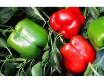Majestic Red Hybrid F1 Bell Pepper Seeds
