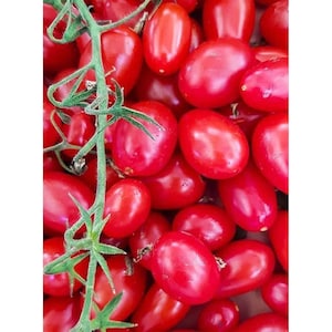 May include: A close-up image of a bunch of bright red cherry tomatoes. The tomatoes are arranged in a cluster, with some of the stems still attached.