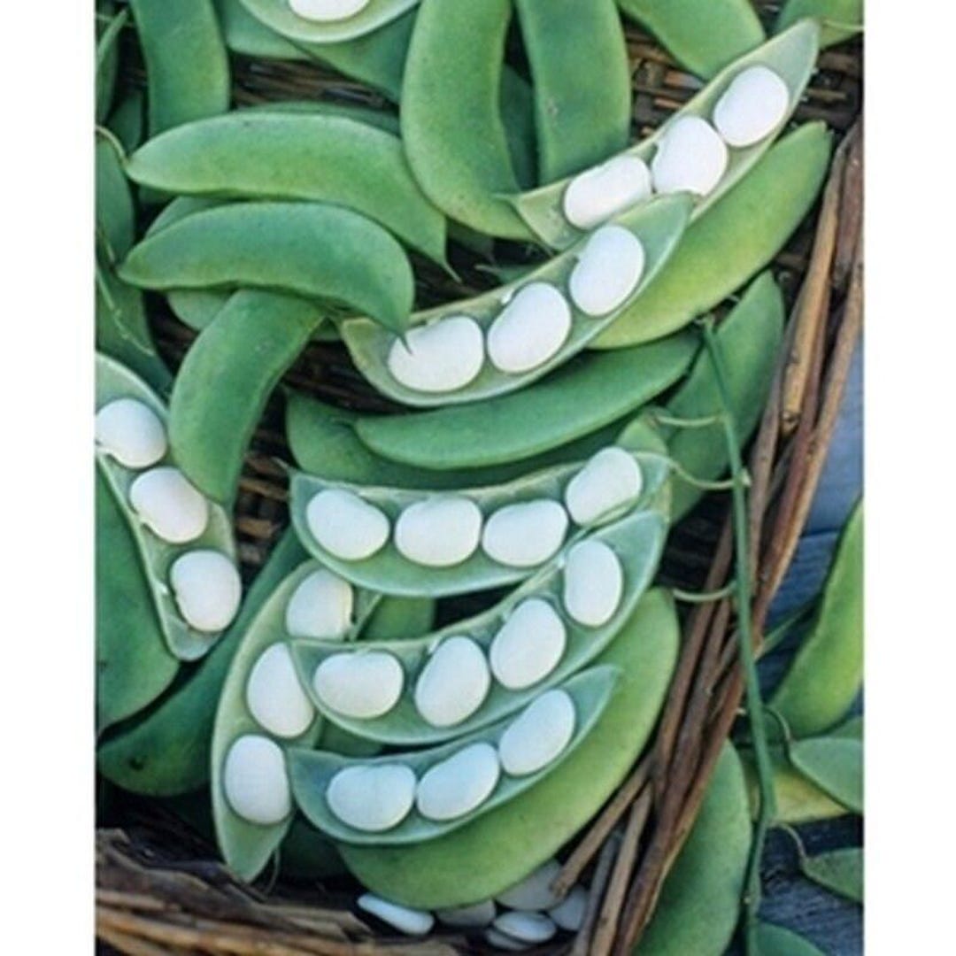 Burpee Improved Bush Lima Bean Seeds - Etsy