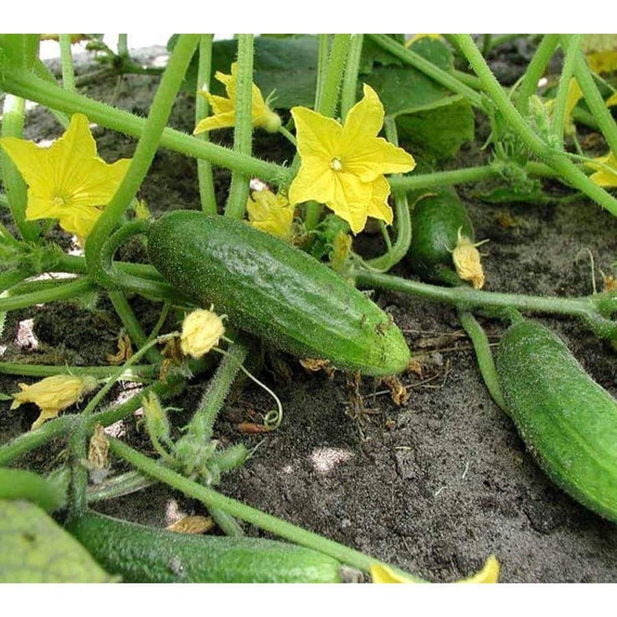Hokus Cucumber Seeds