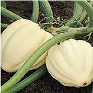 Cream of the Crop Squash Seeds