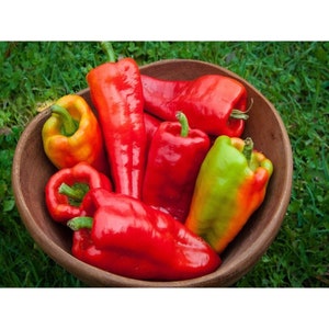 May include: A bowl of red, orange, and green bell peppers. The peppers are arranged in a bowl with a wooden rim.