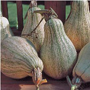 May include: A group of five gourds with a green and white striped pattern. The gourds are pear-shaped and have a smooth, slightly bumpy texture.