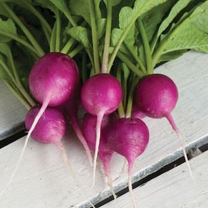 Amethyst Radish Seeds