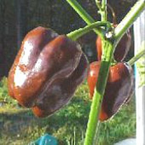 May include: Three brown bell peppers growing on a vine. The peppers are large and have a glossy finish.
