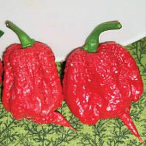 May include: Two red chili peppers with a bumpy, wrinkled texture. The peppers are bright red and have green stems.