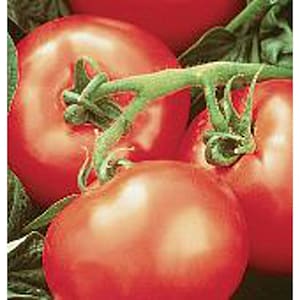 May include: Close-up of three ripe red tomatoes on a vine. The tomatoes are round and smooth, with a glossy finish. The vine is green and has leaves.