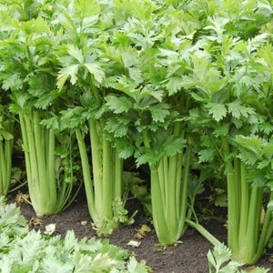 May include: A field of green celery plants growing in rows. The celery stalks are tall and green, with leafy tops.