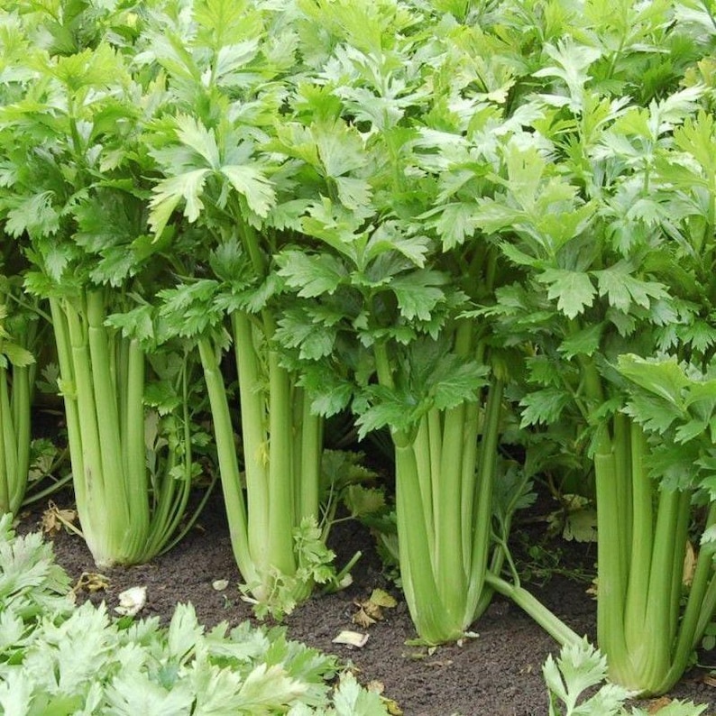 Tango Hybrid Celery Seeds immagine 1